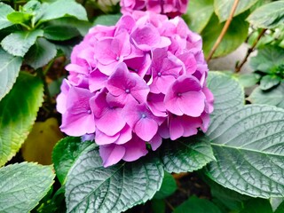 pink hydrangea flowers
