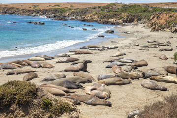The elephant seals laying on the beach in San Simeon, observation deck over a shoreline known for elephant seal sightings 