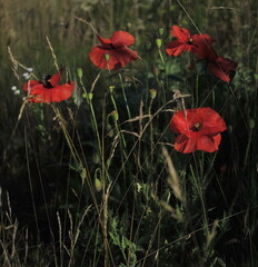 red poppy in the field