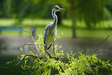Gray heron (Ardea cinerea) Ardeidae family. Hanover, Germany.