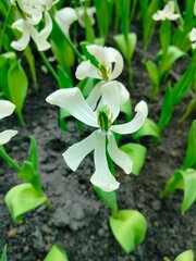 flowers in the garden