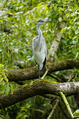 Fototapeta premium Gray heron (Ardea cinerea) Ardeidae family. Hanover, Germany.