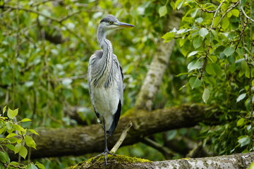 Gray heron (Ardea cinerea) Ardeidae family. Hanover, Germany.
