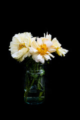 White yellow open peony close-up view black background Holland Netherlands