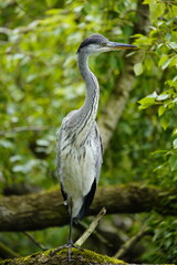 Gray heron (Ardea cinerea) Ardeidae family. Hanover, Germany.