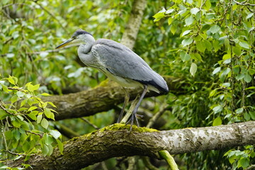 Fototapeta premium Gray heron (Ardea cinerea) Ardeidae family. Hanover, Germany.