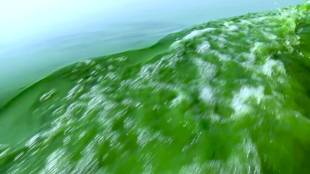 The boat cuts through the water, leaving a foamy trail behind it. The green water is teeming with tiny microscopic algae