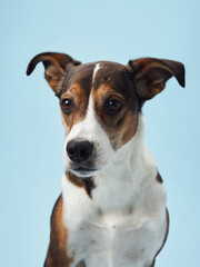 a mixed-breed dog sits elegantly against a tranquil blue background, exuding a sense of calm intelligence
