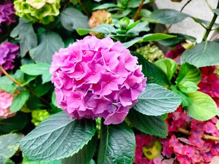 pink hydrangea flowers