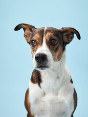 A poised mixed-breed dog poses against a soft blue backdrop, its playful character captured in a candid moment