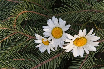 Garden white daisies among the thorny branches of a spruce tree.                               