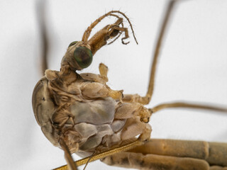 Cabeza de Insecto díptero Típula Paludosa