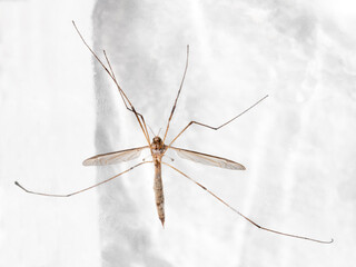 Insecto díptero Típula Paludosa