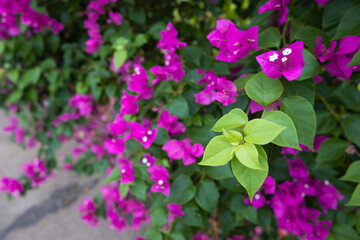 colorful flowers of bougainvillea flowers are sometimes called 