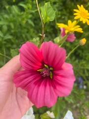 pink flower in the garden