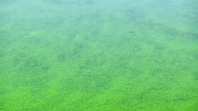 Green algae cover the surface of the lake. Summer "water bloom". 
