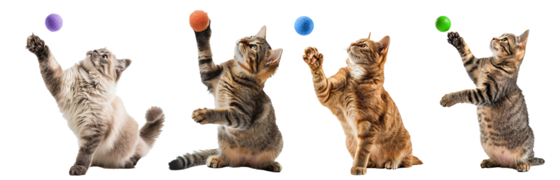 set of Little kitten playing with wool ball isolated on the transparent background