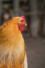 Haushuhn (Gallus gallus domesticus)