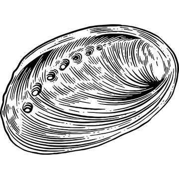 Hand drawn Abalone Shell Sketch Illustration