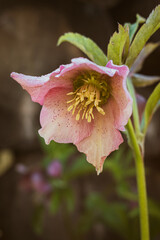 Blooming pink hellefobe flower