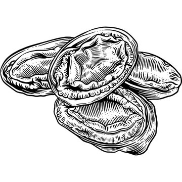 Hand drawn Abalone Sketch Illustration
