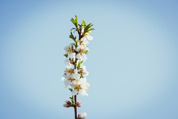 Almond tree in full bloom