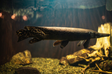 lepisosteus oculatus swimming in the aquarium vintage tonned noise image