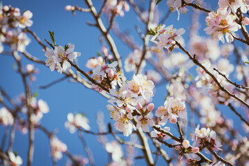 Almond tree in full bloom