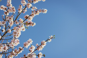 Almond tree in full bloom