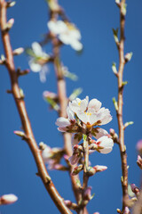 Almond tree in full bloom