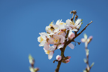 Almond tree in full bloom