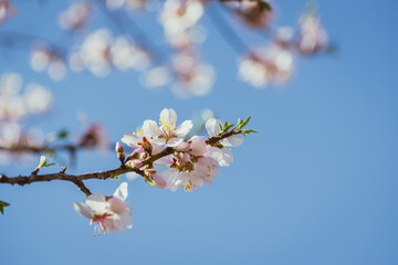 Almond tree in full bloom