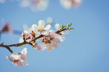 Almond tree in full bloom