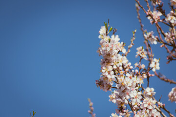 Almond tree in full bloom