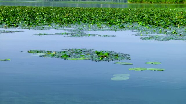 A carpet of green algae covers the river. River Choked by Green Algae
