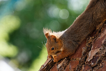 a Eurasian squirrel with reddish fur hangs on a tree and eats a nut © HighDispersion