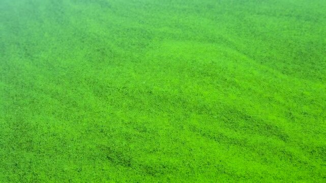 The surface of the lake is covered with green algae. Summer "water bloom" in the river.