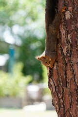 a Eurasian squirrel with reddish fur hangs on a tree and eats a nut © HighDispersion
