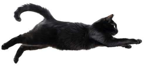 Jumping adult cat isolated on the transparent back 
