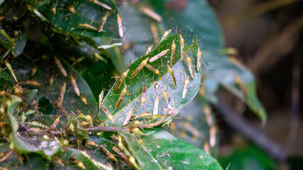 Leptocorisa oratorius (Walang sangit, Leptocorisa bengalensis, Leptocorisa maculiventris, Leptocorisa trinotata, rice ear bug). When disturbed, the bug gives off an unpleasant smell in defense.