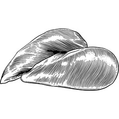 Hand drawn Raw Chicken Breast Sketch Illustration 