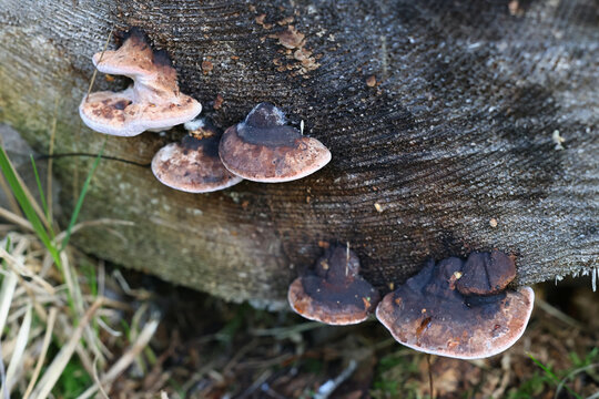 Fomitopsis rosea, also called Polyporus roseus, commonly known as rose bracket, wild polypore from Finland