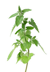 Bunch of lemon balm or melissa plant isolated on white background. Fresh green mint leaf. Clipping...