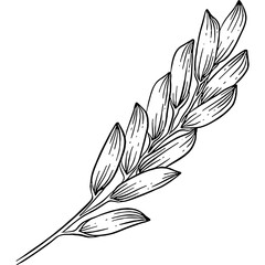 Hand drawn Rice Plant Sketch Illustration