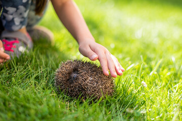 A small child's hand caresses a sleeping hedgehog on the grass