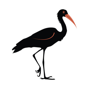 recommend clip art: A vector Silhouette Long-lipped bird with long leg