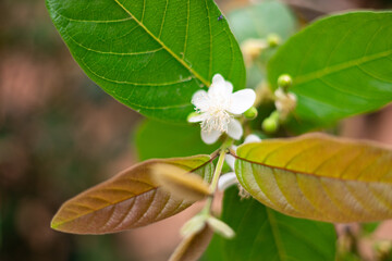 beautiful morning sunlight with guava flowers on the tree in the organic farm.
