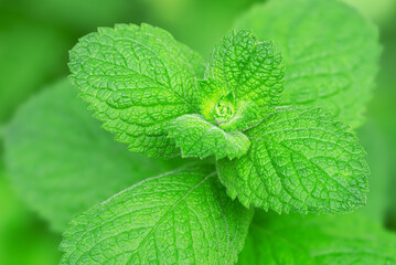 Closeup of fresh green mint leaves outdoors in the garden.