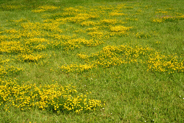 Flores amarillas silvestres en pradera de hierba