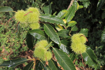 Chestnut in the garden